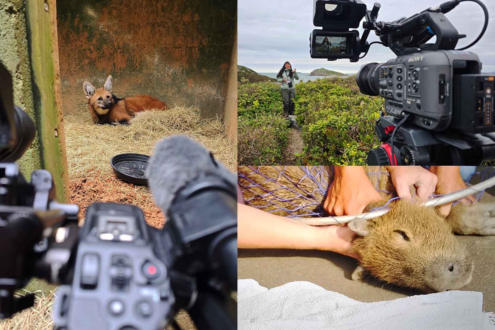 conservation & research